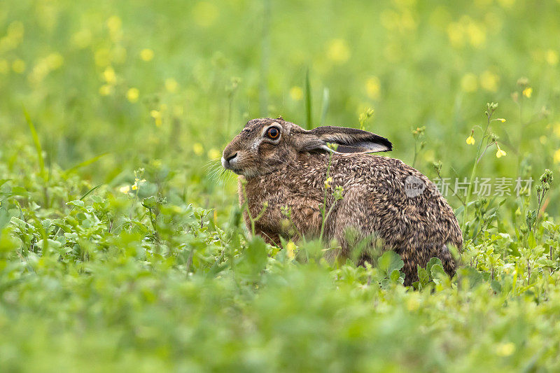 欧洲野兔(Lepus europaeus)，褐兔。